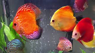 Discus Fish