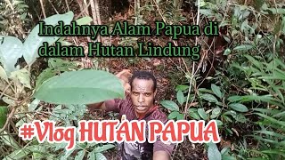 🛑The Beauty of Papuan Nature in the Protected Forest.#Vlog #Papua