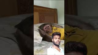 बंदर दरवाजा नहीं खुल रहा है CUTIES fear the thief terror#shortsvideo #funny #green screen # monkey