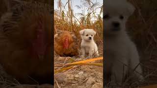 Animals love 💕🐓🐕#animals #chiken #dog