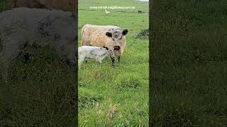 jujube and new calf. #cowlover #cow #babycow #adopt &visit #adoptme