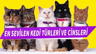 DÜNYANIN EN SEVİLEN 10 KEDİ CİNSİ VE TÜRÜ