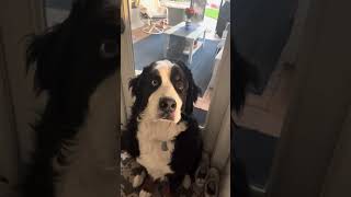 Cute dog video to make your day #dogs  #dogshorts  #bernesemountaindogs