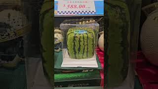 终于被保护起来了🤣The watermelon finally got a protection/ 加拿大生活趣事/Canada fun life