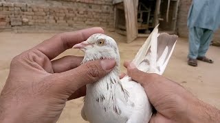 Lal Chinny Female Pili Aankh Mein | M Asad Birbs | #MasadBirds #Pigeon #Kabutar