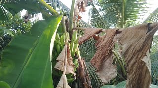 Kebun kecil di belakang rumah, pisang Ambon Sumatera mulai tua