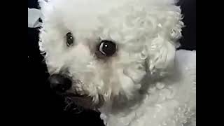 Bichon Frise Puppy Staring At Me