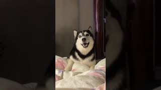 Your daily dose of funny animals #relaxmydog #funny #dogs #funnydogs #compilation