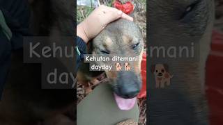 cari jengkol ditemani dayday dihutan #hutan #anjing #kalbar