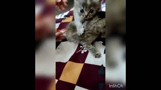 #shorts# funny kittens playing