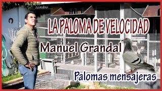 PALOMAS MENSAJERAS.- La paloma de velocidad.- MANUEL GRANDAL