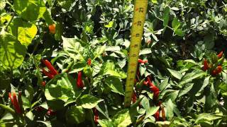 How to grow hot peppers part 16. Final harvest and goodbye.