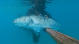 Pesca submarina, pescando lubinas de 5kg, 3kg y 1'5kg.