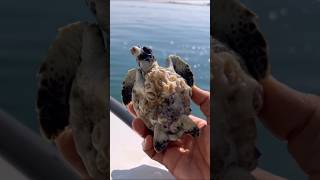 Saving a Turtle Covered in Barnacles | Ocean Rescue #shorts