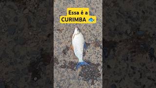 Essa é a CURIMBA! #pescaria #curimba