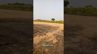 Maize Farming in Pakistan, Corn,Village Life, Village Beauty, Makkai ki Roti, Faisal Rehman