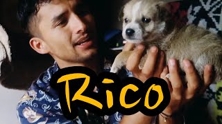 Rico (एक बोलने वाला कुता) #amdj