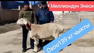 Ооо мына Сага. Миллиондун энеси. Береке деген Арашан кой. 139кг чыкты