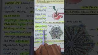 biology classes 12th zoology LIVER. WHAT IS Glisson's capsule.for Dse&tet