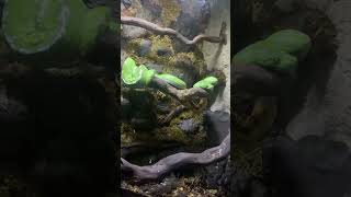 ULAR hijau lagi santai~ #shortvideo #snake #ular #shorts