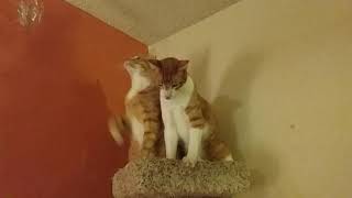 Break Dancing Kitties (Kitties in Sync)