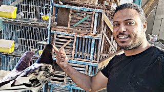 #شغل جديد🤩 هنولع الدنيا 🕊️🕊️ والكتاكيت ديوك😡🐓🐓#pigeon