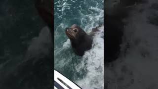 Sea lion2