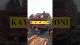 KAYU MAHONI#woodworking