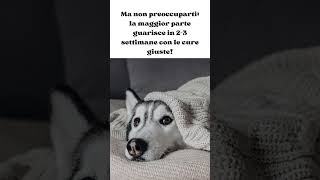 I cani possono prendere l'influenza? #shorts #curiosità #dog #cute#amicifelini