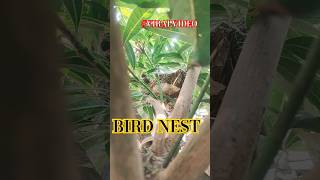 BIRD NEST BULBULI BIRD 🕊️ #shorts #shortsviral