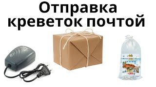 Отправка аквариумных креветок почтой России. Доедут ли креветки живыми из другого города?