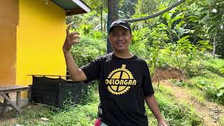 BUNGA DURIAN DURI HITAM | #bawor #fypシ゚viral #musangking #bawor