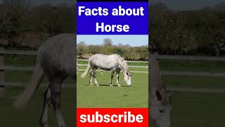 Animals facts || Facts about Horse || Horse eyes Shorts || Hidden secrets #shorts