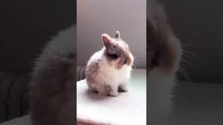 cute fluffy rabbit🐰