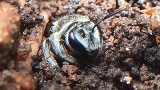 Bee makes underground nest-🔊 #reels #bee #shorts #macro #nature