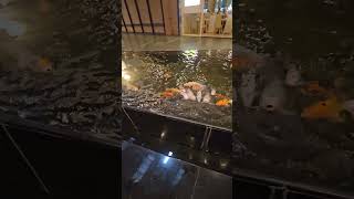 Melihat kolam ikan di pondok indah mall #fish #shorts