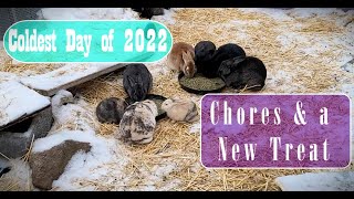 Coldest Day + Bonus New Treats ~ Chickens, Ducks and Rabbits, Oh-MY! A Permaculture Urban Homestead