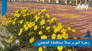 أبعاد الإخبارية | تعرف على زهرة النوير