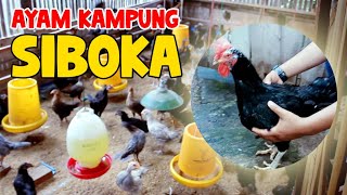 Peternak Ayam Kampung Siboka, Ayam Kampung Unggul Dari Nagari Andiang!