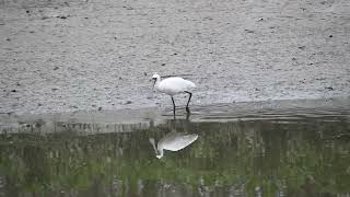 黑面琵鷺 Platalea minor