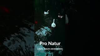 Pro Natur Gänse