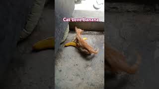 Cat love Banana #vlog