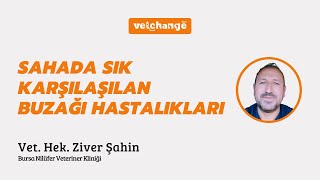 Sahada Sık Karşılaşılan Buzağı Hastalıkları ''Vet. Hek. Ziver Şahin''