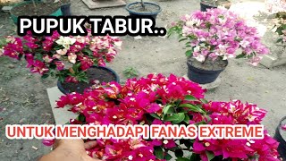 Berikan pupuk tabur saat menghadapi kemarau extreem