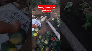 ISANG HUKAY NA PAKWAN