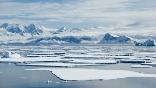 Por que a água fria em torno da Antártica é um mau sinal?