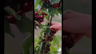 Beautiful Nature with Rural life~fruits#rurallife#nature#shorts#animalmovie#saariduniyajalaadenge