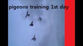 Highflying Pigeons Training Testing 1st Nuskha Timing 7:30Am to 5:45Pm