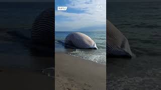 Un rorqual commun s'est échoué sur la plage d'Estepona