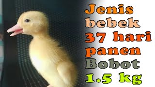 BIBIT BEBEK YANG BISA PANEN 37 HARI BOBOT 2kg